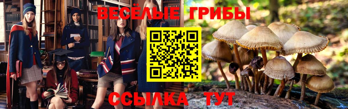 Галлюциногенные грибы ЛСД  Галлюциногенные грибы Psilocybine cubensis  Вход с VPN  Новокузнецк 